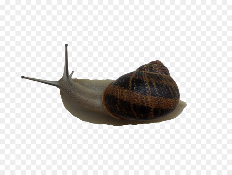 Gasterópodos，Caracol PNG