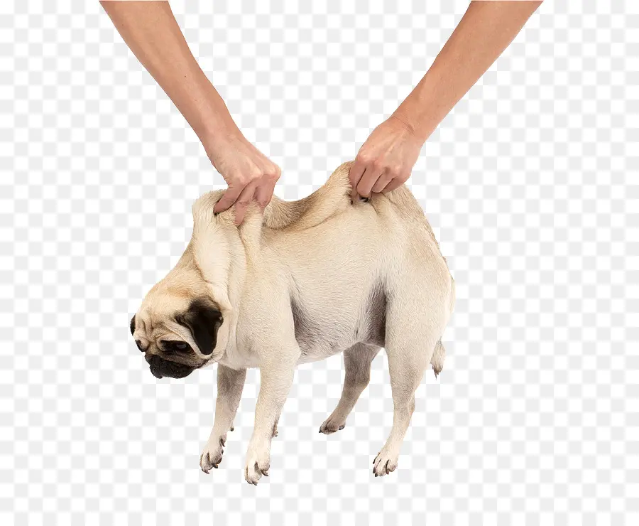 Doguillo，Perro PNG