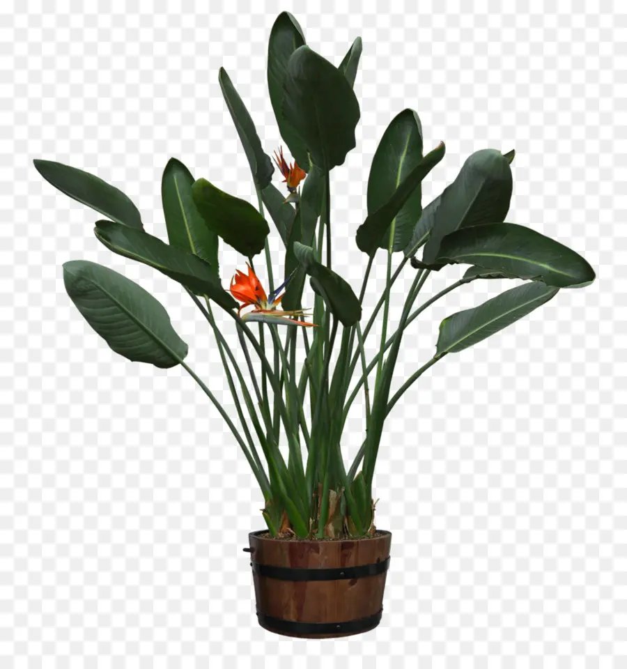 Planta En Maceta，Interior PNG