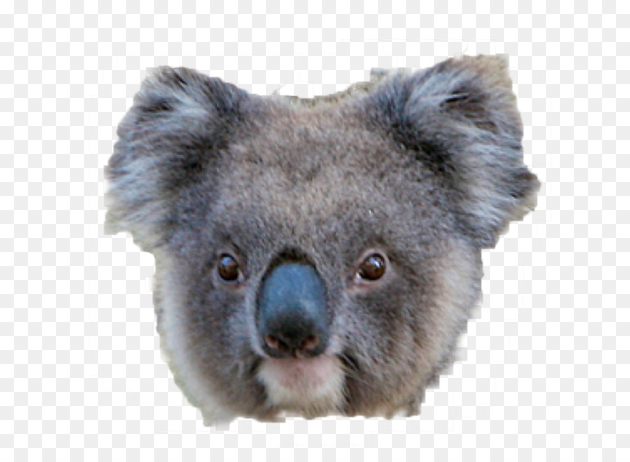 Coala，Oso PNG