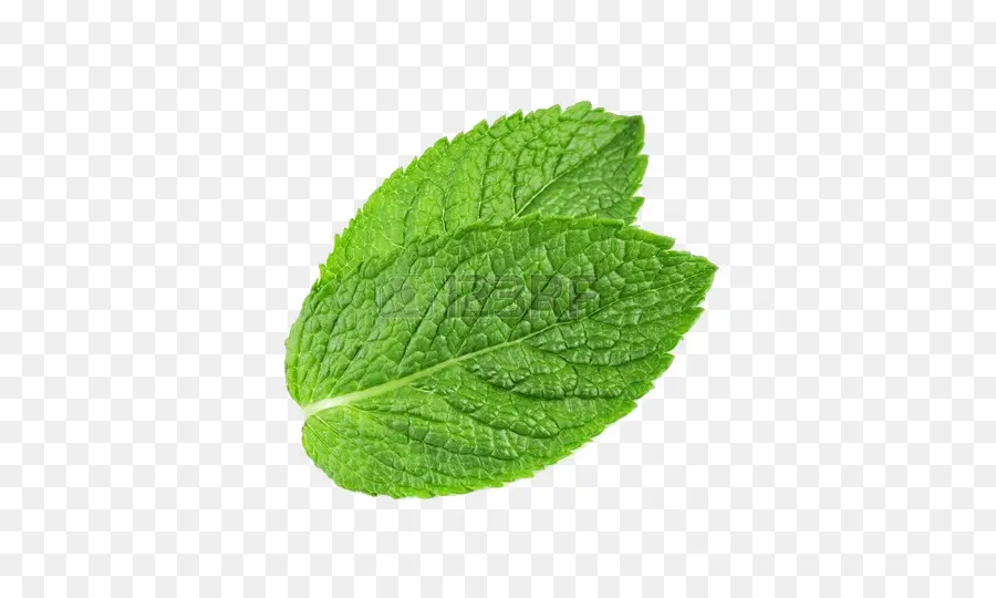 Menta，Mentha Spicata PNG