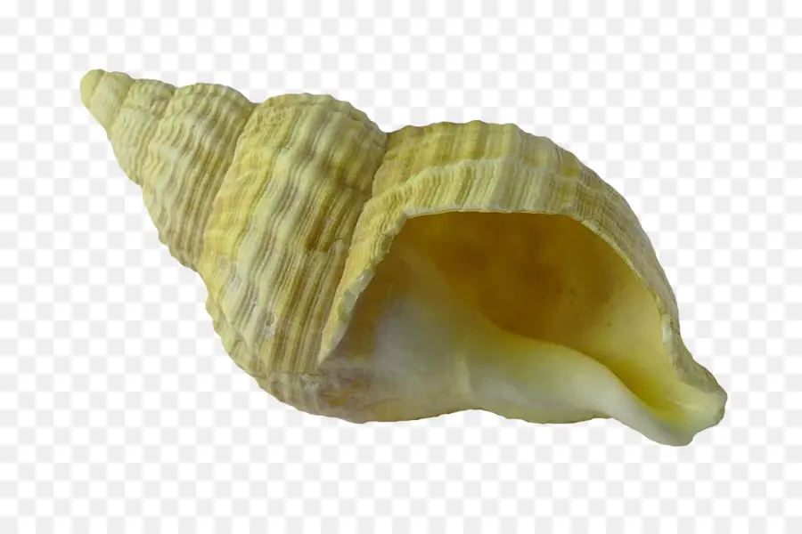 Concha，Playa PNG