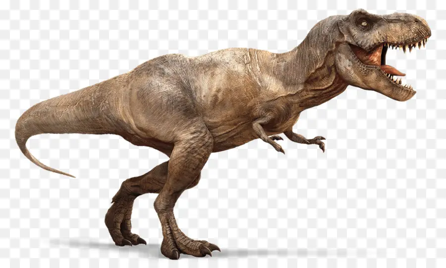 Velociraptor，El Tyrannosaurus Rex PNG