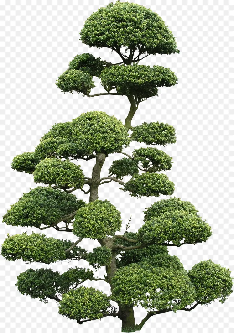 Árbol Bonsái，Árbol En Miniatura PNG