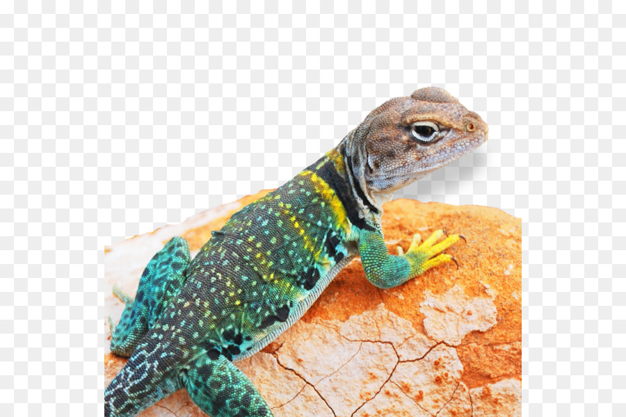 Lagarto，Reptiles PNG