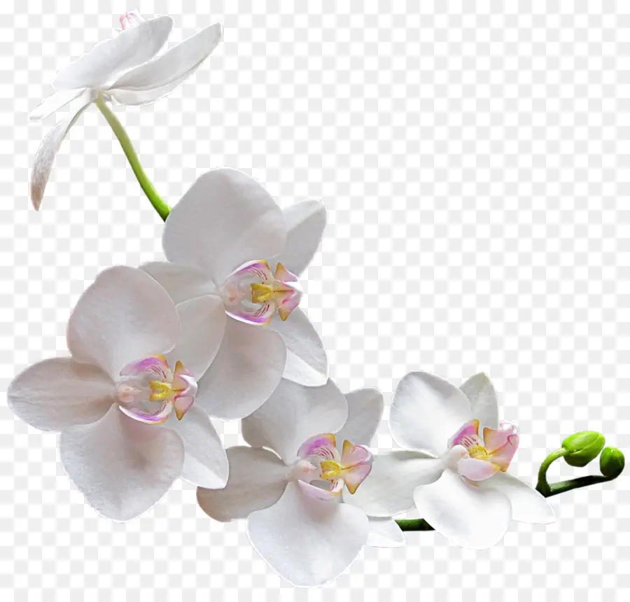 Las Orquídeas，Flor PNG