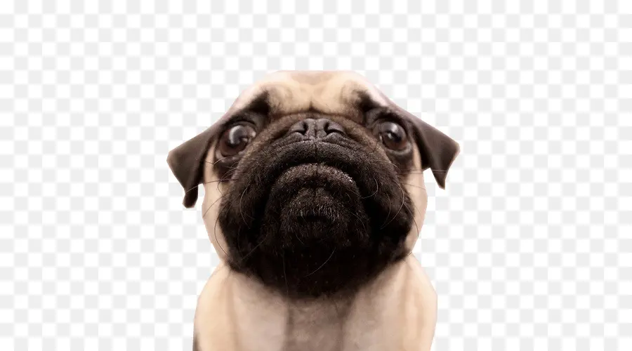 Pug，Pugs En El Vestuario PNG