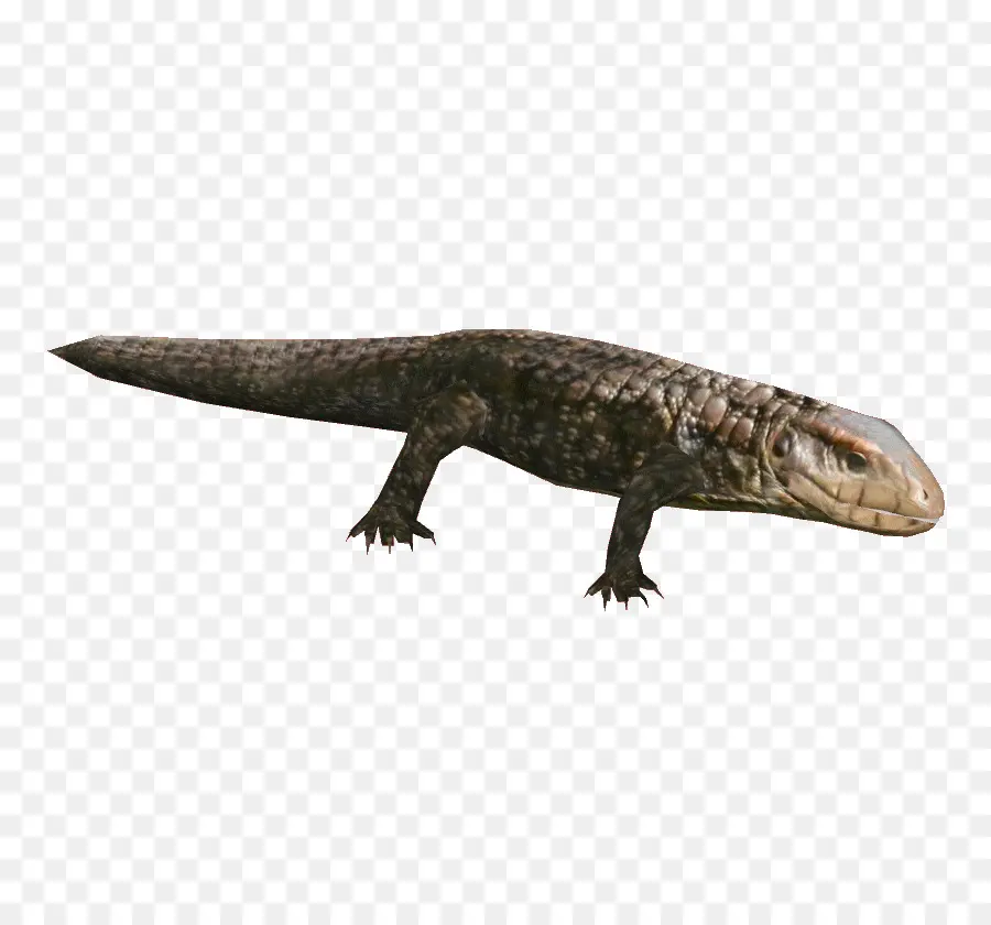 Lagarto，Geco PNG