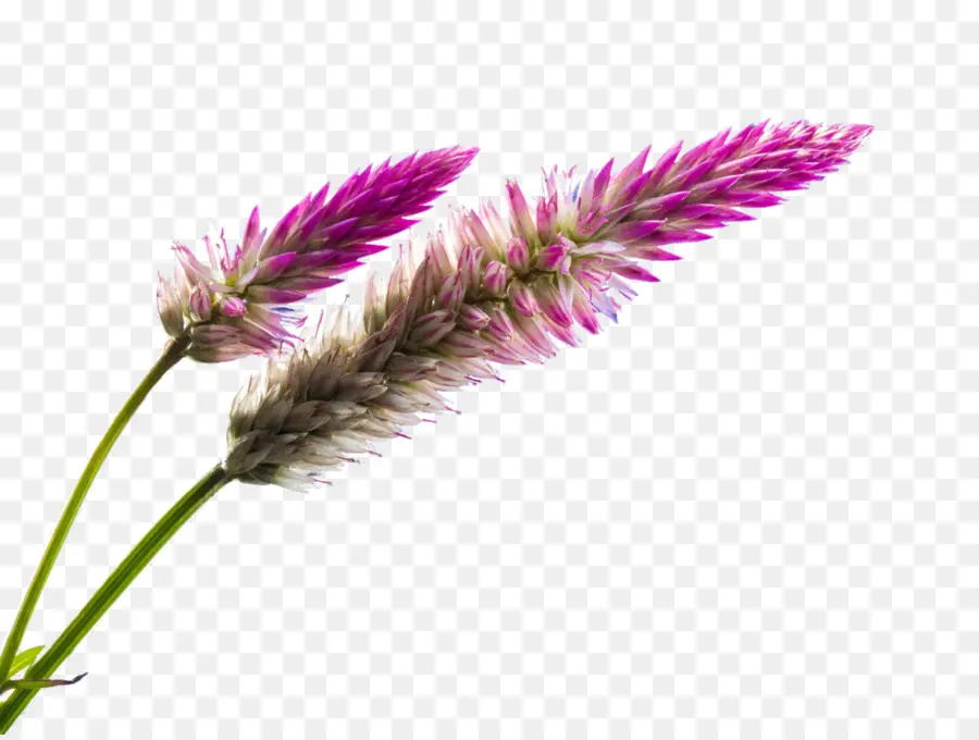 Tallos De Flores，Florecer PNG