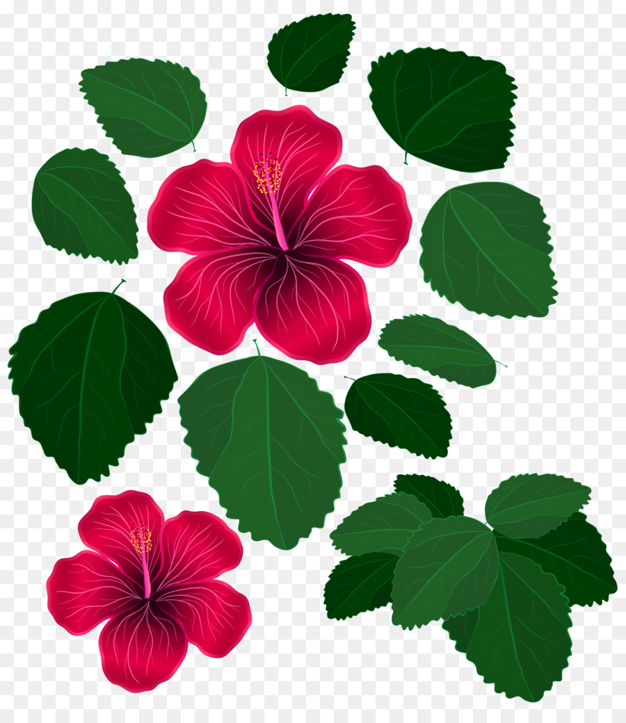 Hibisco，Planta PNG