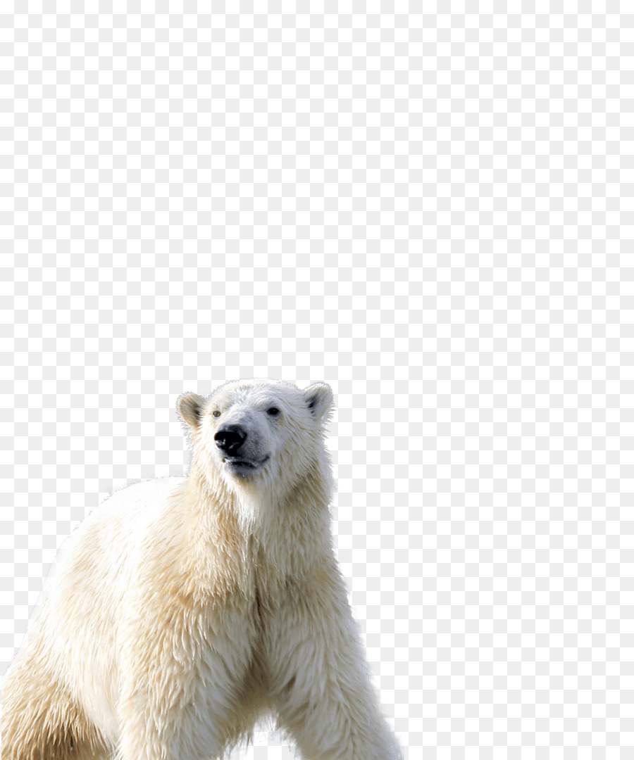 Oso，Oso Polar PNG