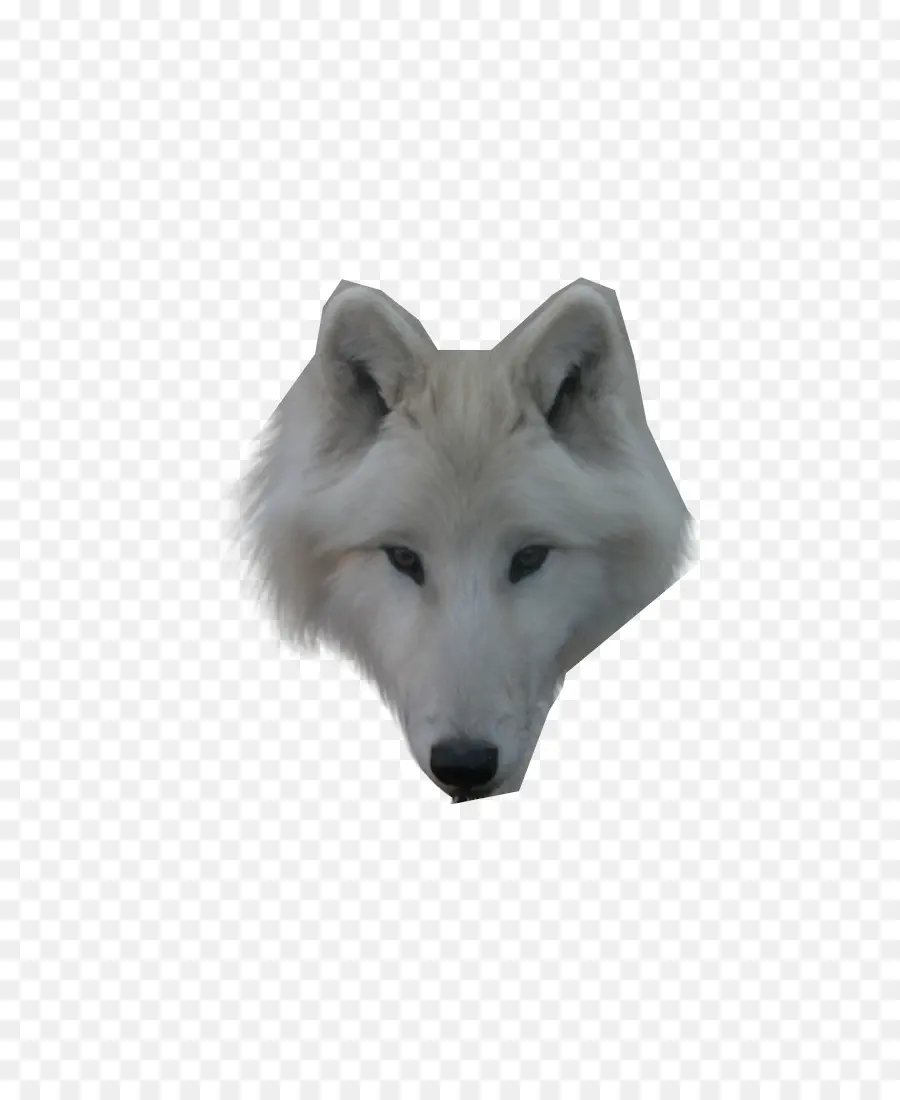 Perro，Lobo ártico PNG