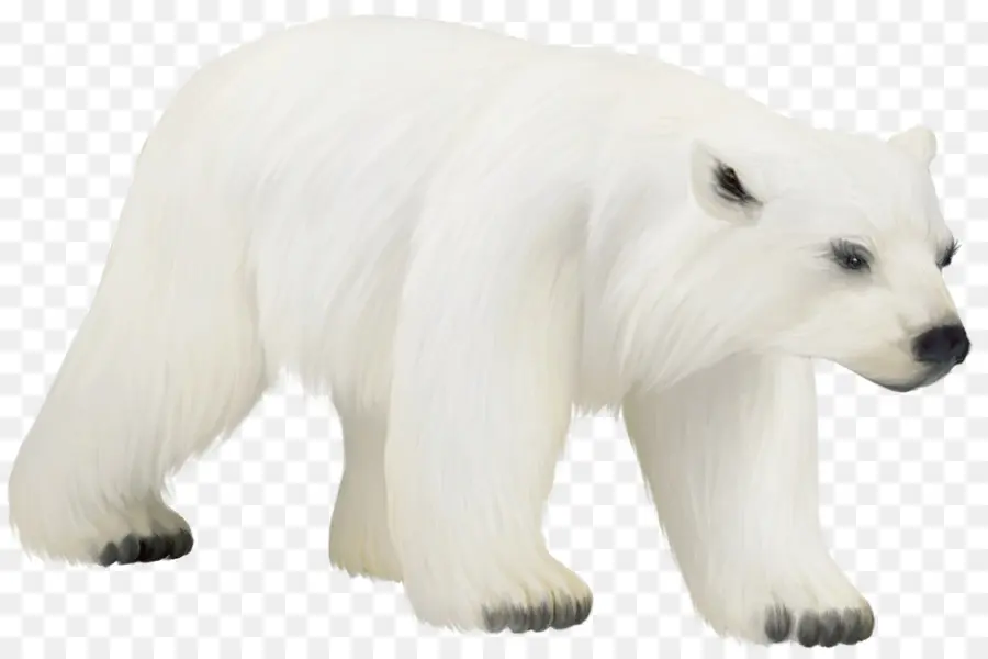 Oso Polar，Oso PNG