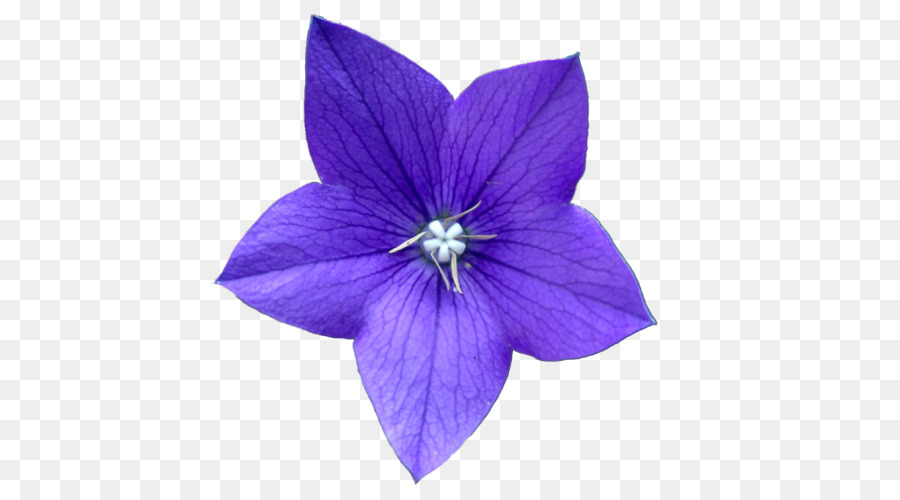 Flor，Púrpura PNG