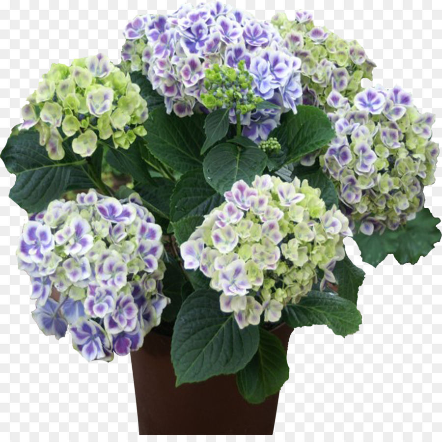 Hortensia Francesa，Hortensia PNG