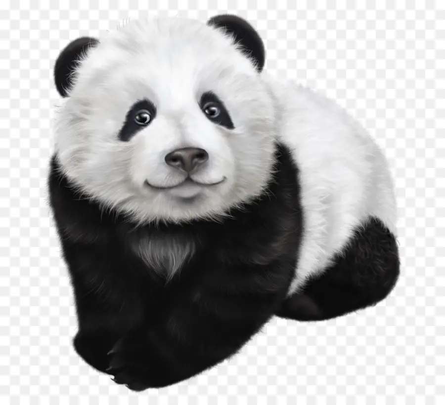 El Panda Gigante，El Panda Rojo PNG