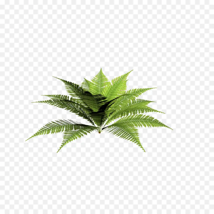 Planta，Blechnum Decolorar PNG