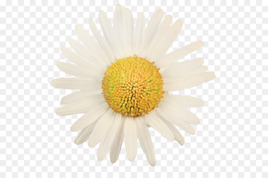 Margarita，Blanco PNG