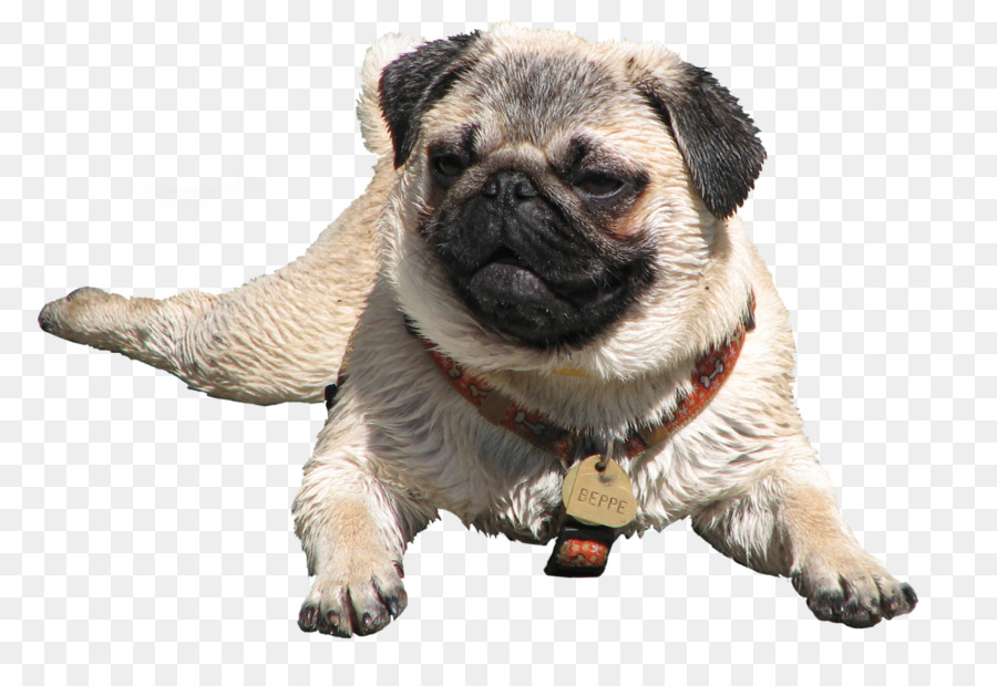 Pug，Yorkshire Terrier PNG