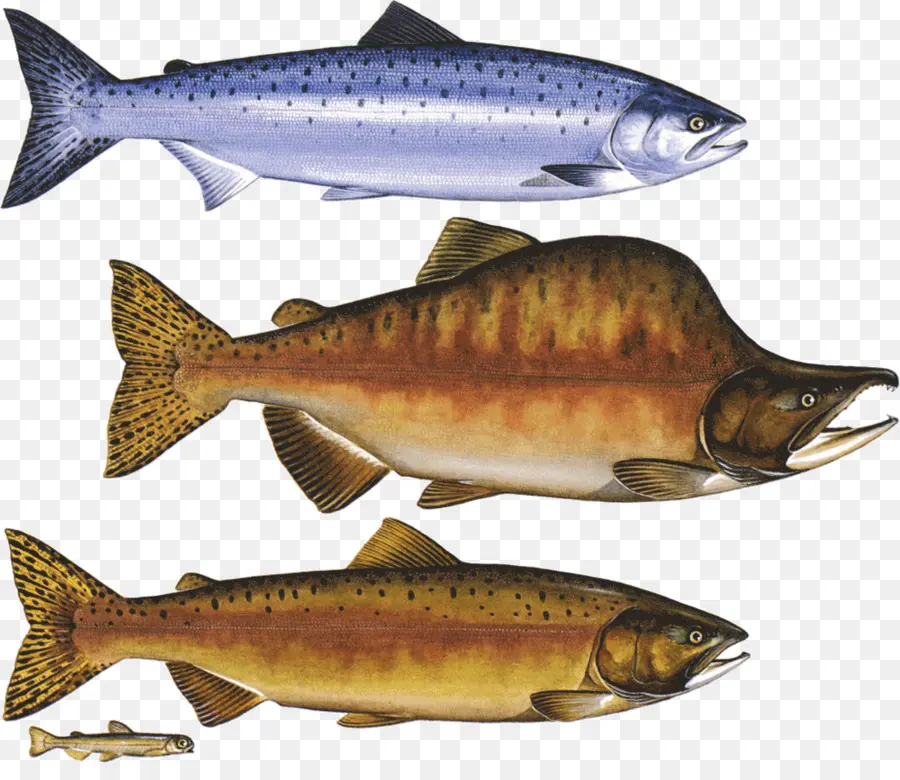 El Salmón Coho，Salmón Rosado PNG