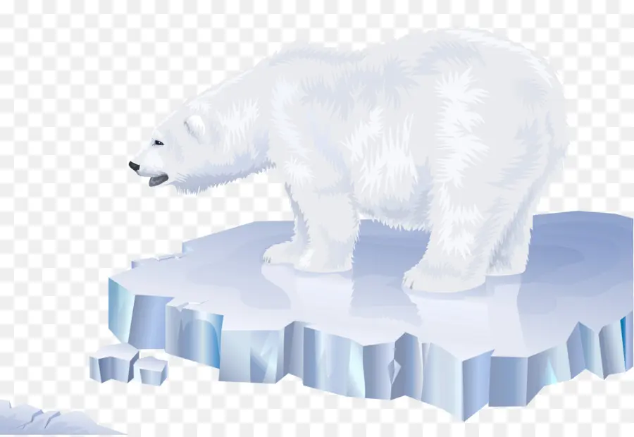 Oso Polar，Oso PNG