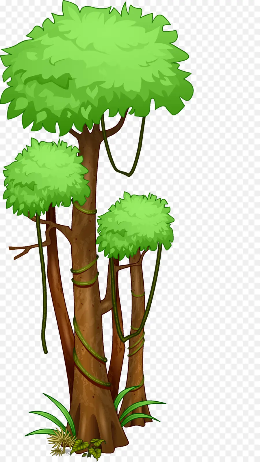 árbol，La Selva Amazónica PNG