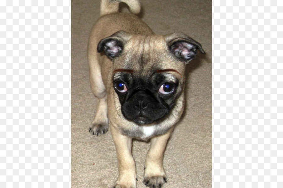 Cachorro Pug，Perro PNG