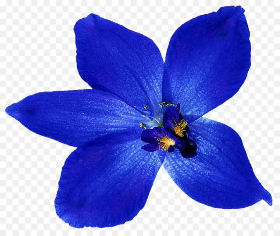 Azul，Flor PNG