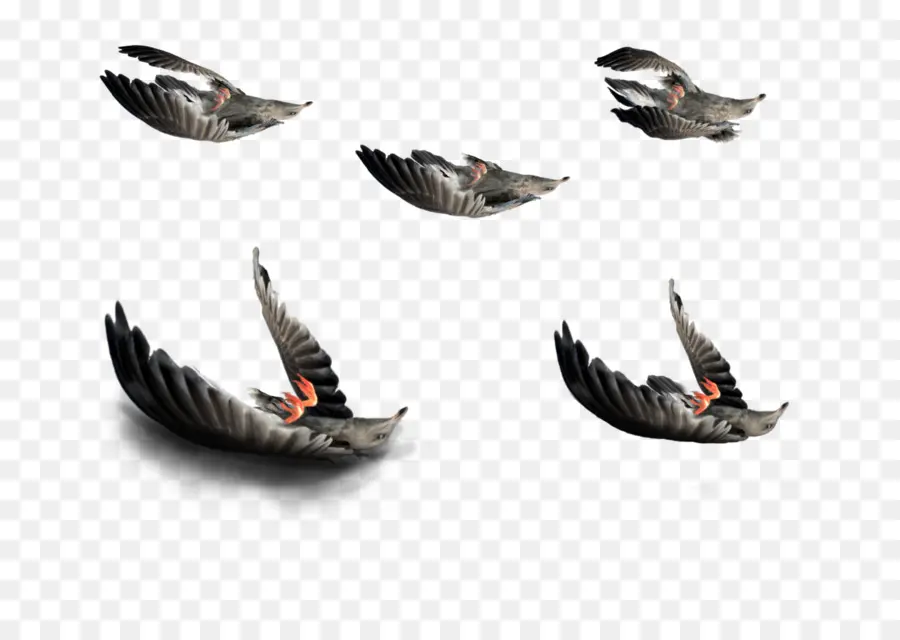 Aves Voladoras，Pájaros PNG