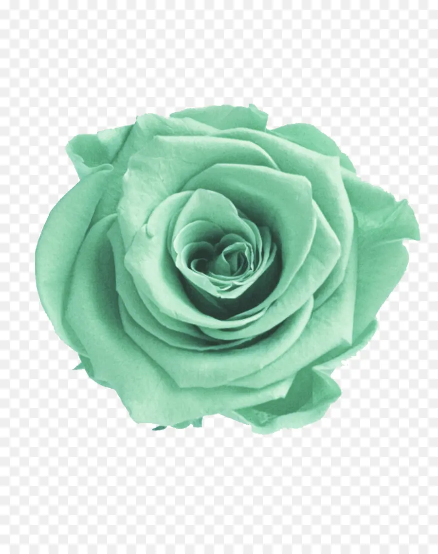 Rosa，Verde PNG