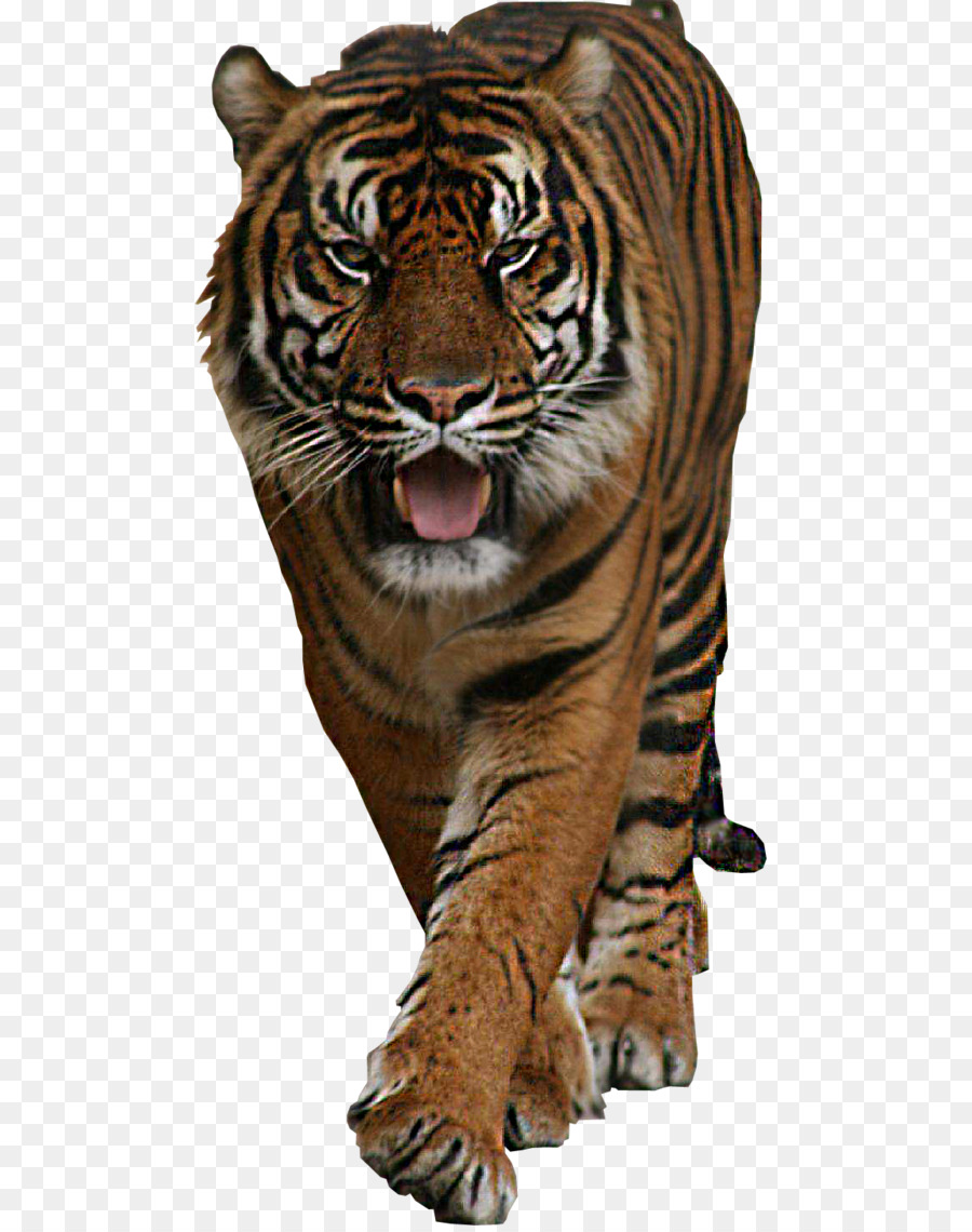 Tigre，Felino De Gran Tamaño PNG