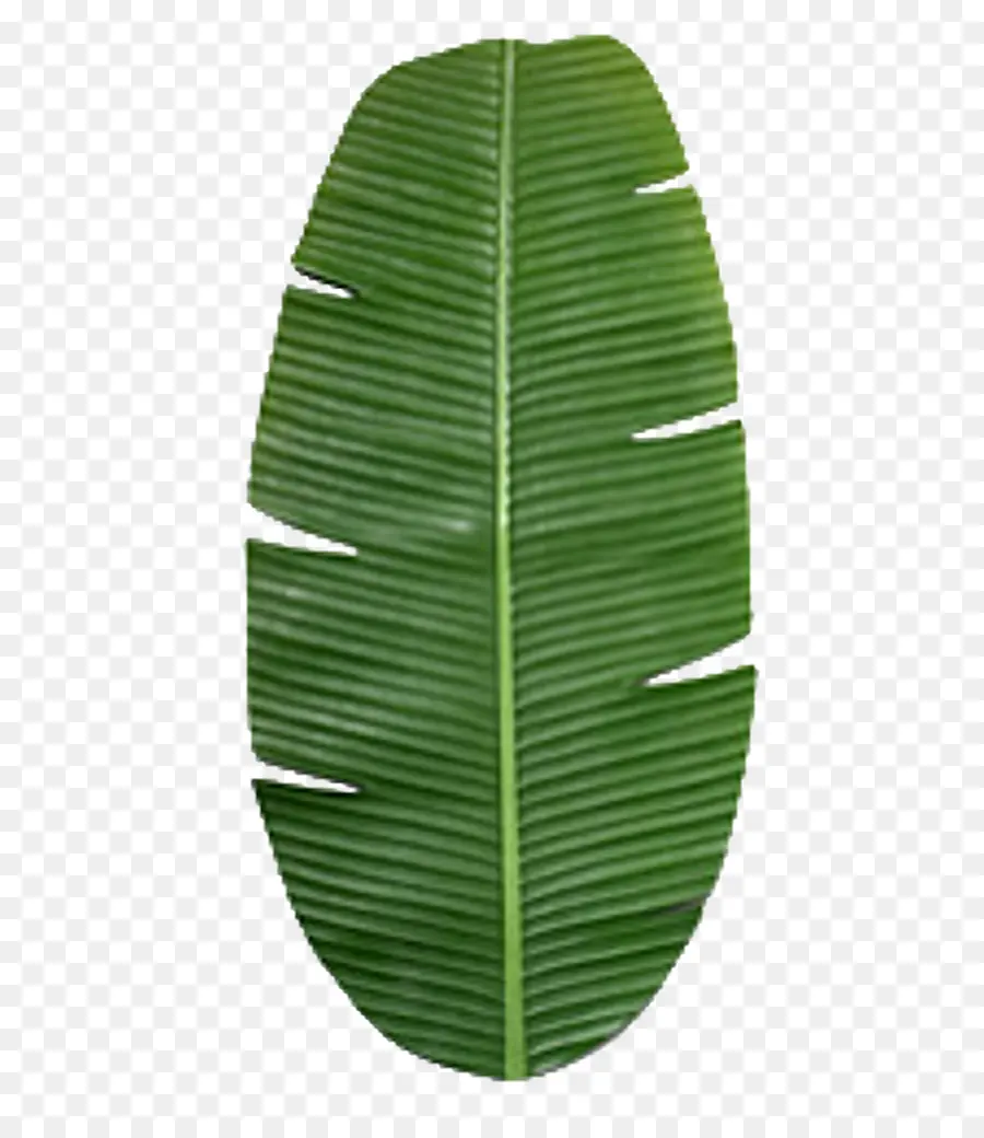 Hoja，Verde PNG