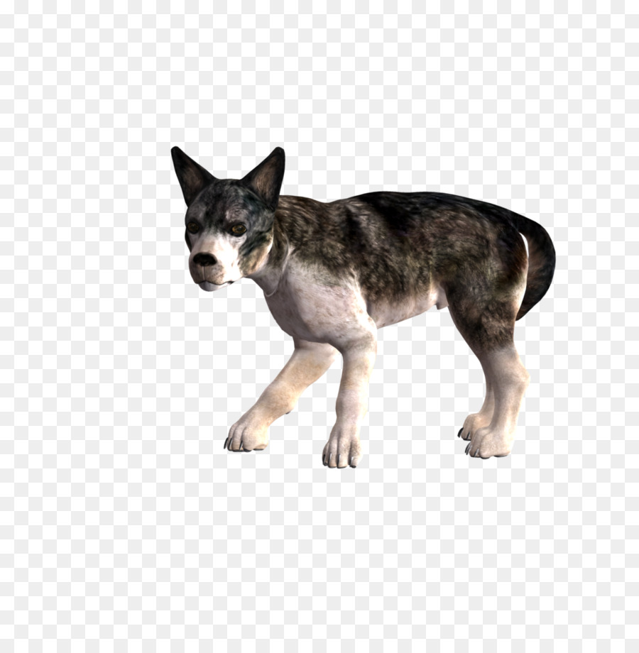 Saarloos Lobo，Perro Lobo Checoslovaco PNG