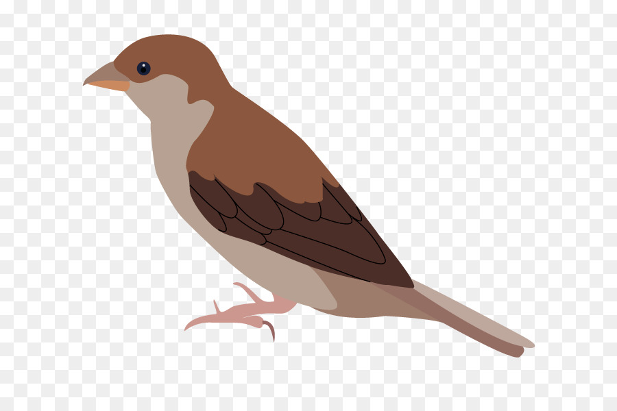 Pájaro，Pluma PNG