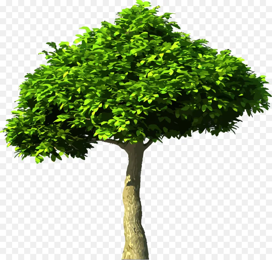 El Dióxido De Carbono，árbol PNG