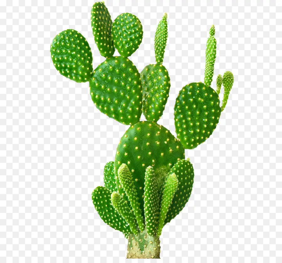 Cactus，Verde PNG