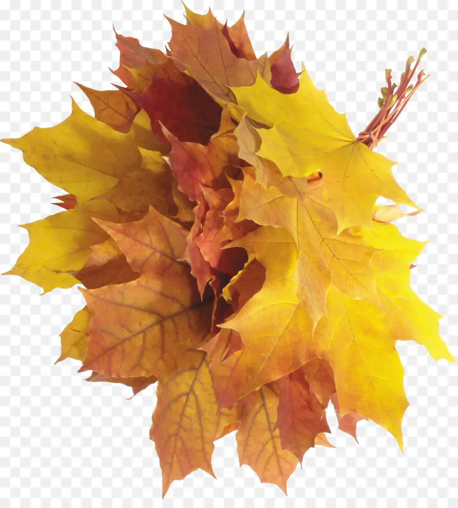 Hojas De Otoño，Caer PNG