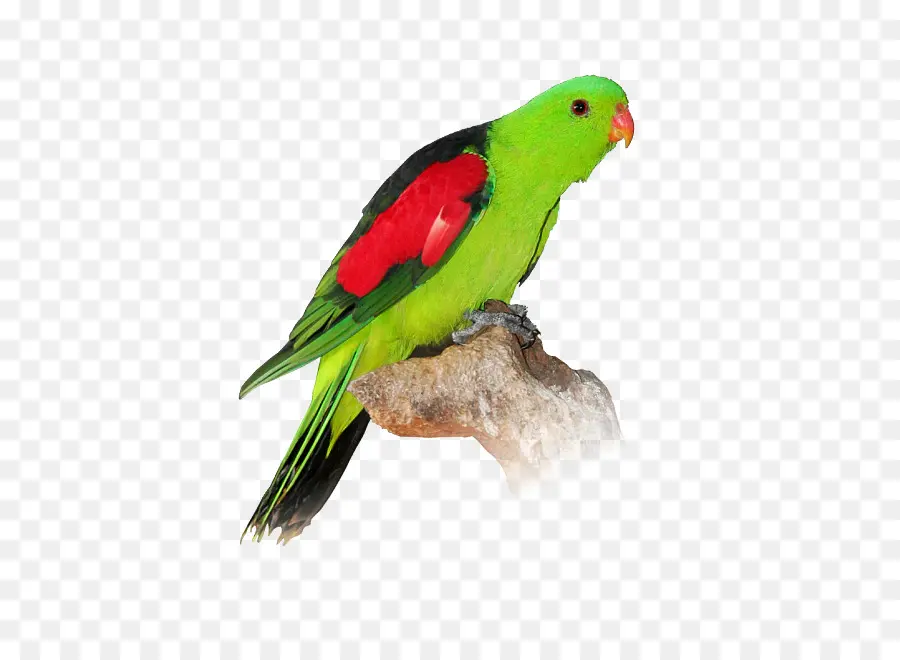 Parrot，Pájaro PNG