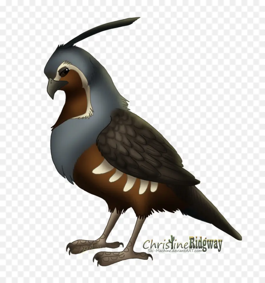 Pájaro，Plumas PNG