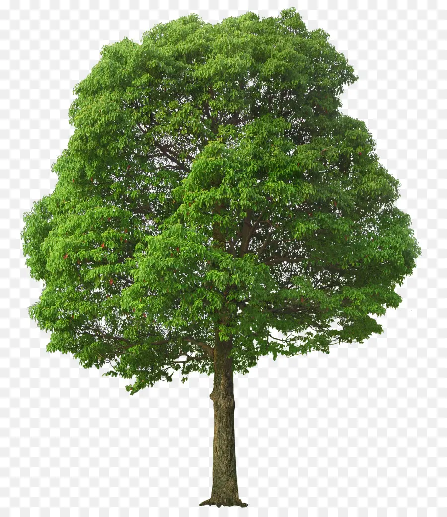 árbol，Planta Leñosa PNG