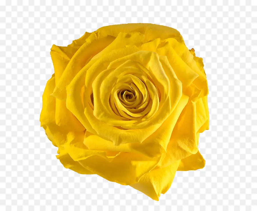 Rosa，Amarillo PNG