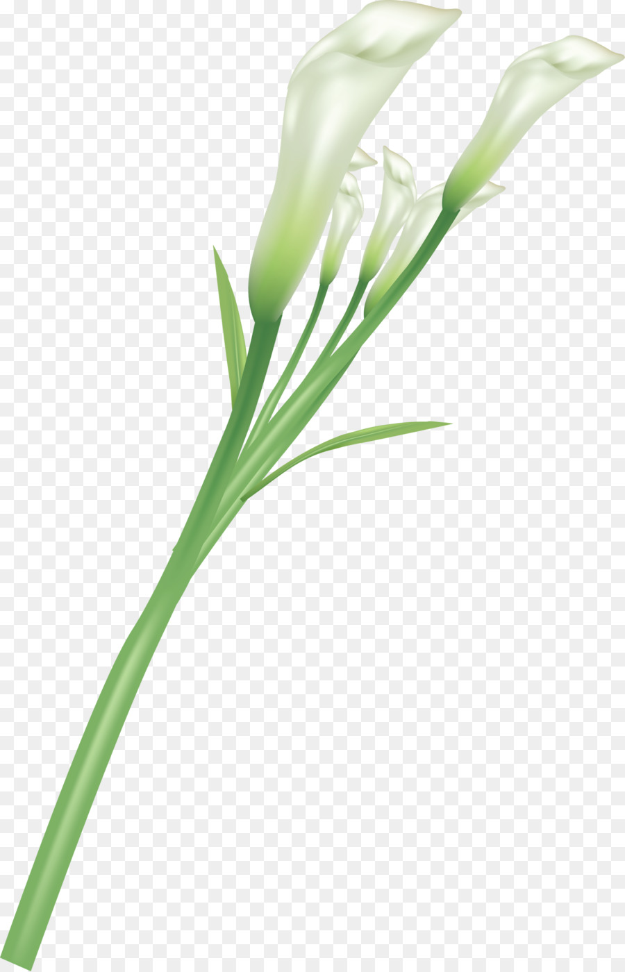 Lilium，Flor PNG