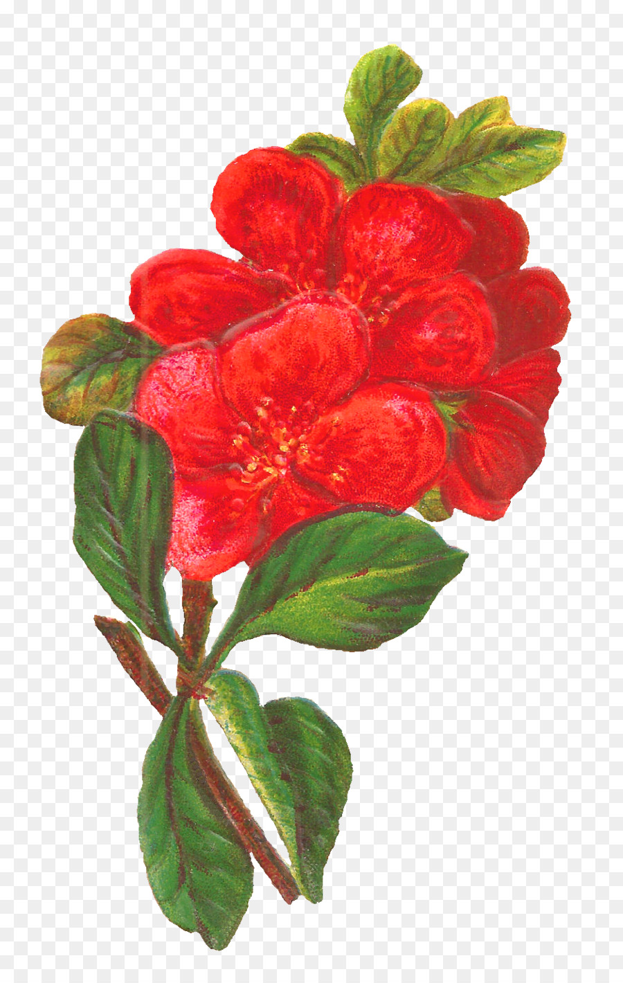 Flor，Rojo PNG