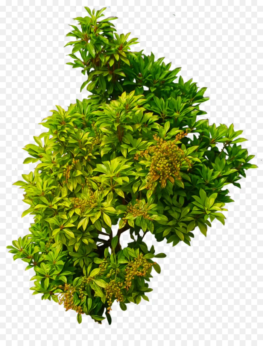 Arbusto，Planta PNG