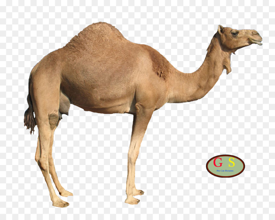 Camellos，Desierto PNG