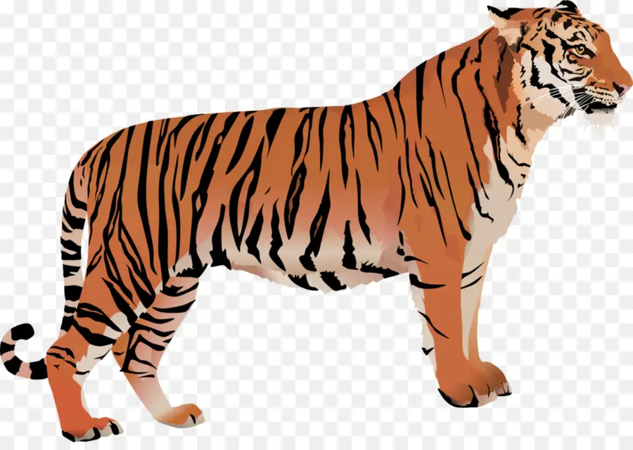 Tigre，Rayas PNG