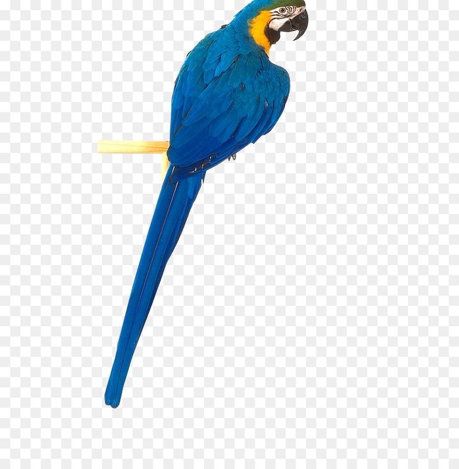 Parrot，Pájaro PNG