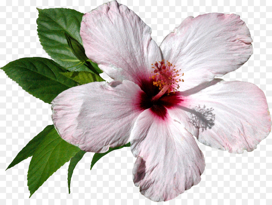 Flor，Software De Computadora PNG