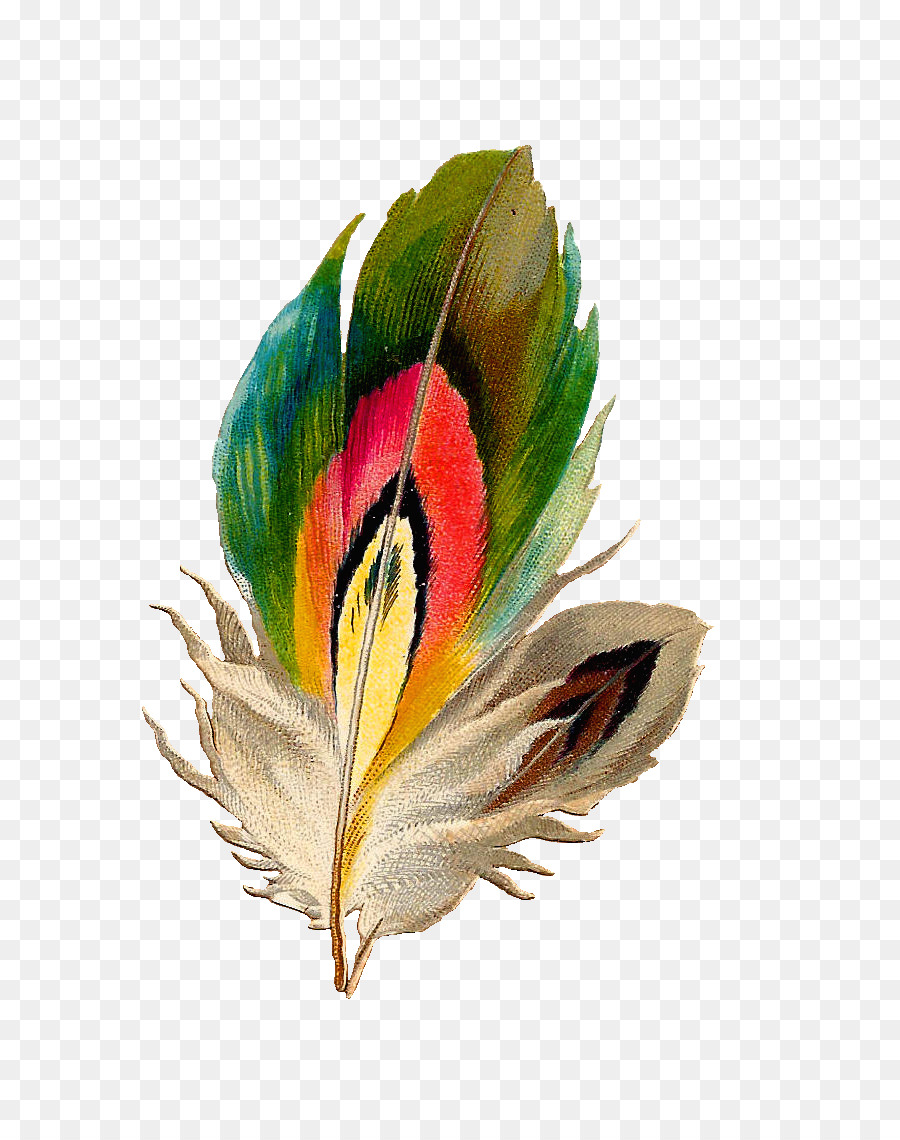 Pluma Colorida，Pájaro PNG