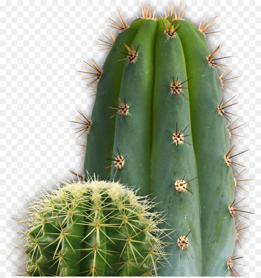 Cactaceae，Descargar PNG